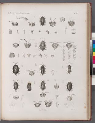 Zoologie. Crustacés. Cloportes.