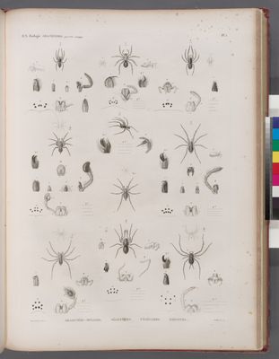 Zoologie. Arachnides. Araignées-mygales, Ségestries, Tégénaires, Erigones.