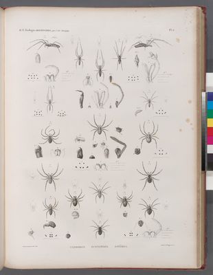 Zoologie. Arachnides. Ulobores, Eugnathes, Epéïres.