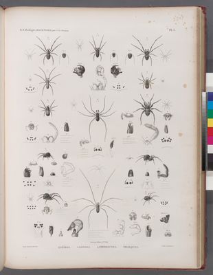 Zoologie. Arachnides. Epéïres, Clothos, Latrodectes, Pholques.