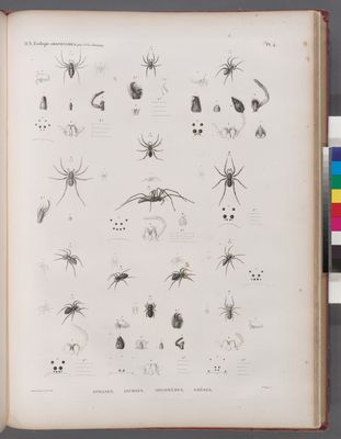 Zoologie. Arachnides. Sphases, Lycoses, Dolomèdes, Erèses.