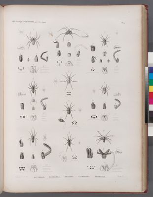 Zoologie. Arachnides. Scytodes, Dysdères, Drasses, Clubiones, Thomises.