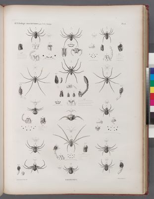 Zoologie. Arachnides. Thomises.