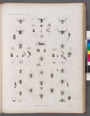 Zoologie. Arachnides. Thomises, Attes.