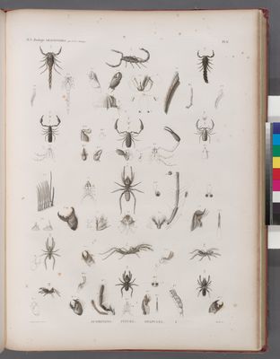 Zoologie. Arachnides. Scorpions, Pinces, Solpuges.