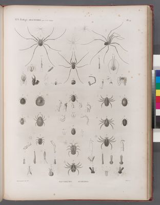 Zoologie. Arachnides. Faucheurs, Acarides.
