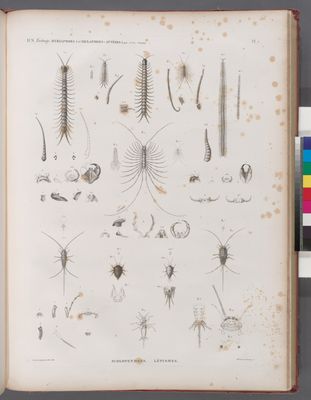 Zoologie. Myriapodes (et Hexapodes-Aptères). Scolopendres, Lépismes.
