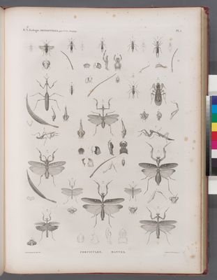 Zoologie. Orthoptères. Forficules, Mantes.