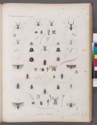 Zoologie. Orthoptères. Mantes, Blattes.
