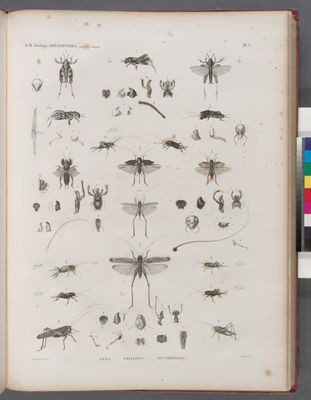 Zoologie. Orthoptères. Xyes, Grillons, Sauterelles.