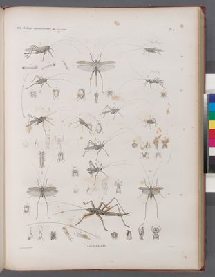 Zoologie. Orthoptères. Sauterelles.