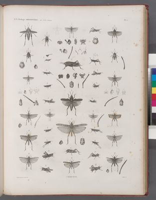 Zoologie. Orthoptères. Criquets.