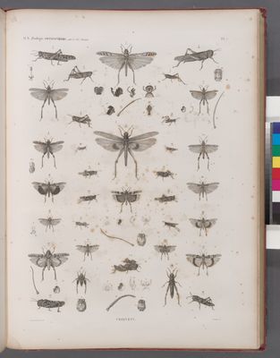 Zoologie. Orthoptères. Criquets.