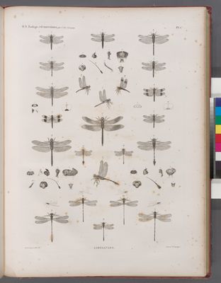 Zoologie. Névroptères. Libellules.