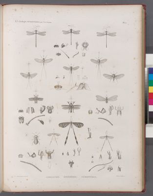Zoologie. Névroptères. Libellules, Éphémères, Némoptères.
