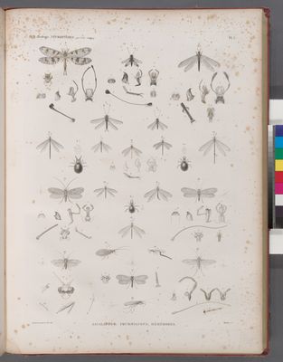 Zoologie. Névroptères. Ascalaphes, Fourmilions, Hémérobes.