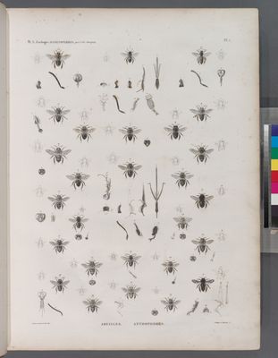Zoologie. Hyménoptères. Abeilles, Anthophores.