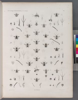 Zoologie. Hyménoptères. Eucères.
