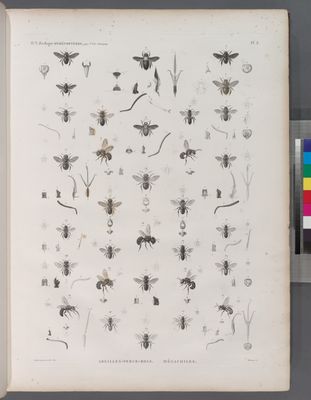 Zoologie. Hyménoptères. Abeilles-Perce-bois; Mégachiles.