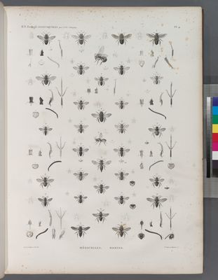 Zoologie. Hyménoptères. Mégachiles, Osmies.
