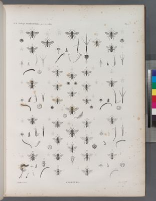 Zoologie. Hyménoptères. Andrènes.