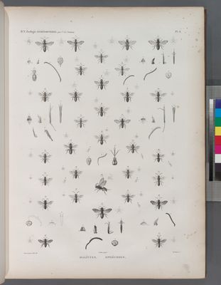 Zoologie. Hyménoptères. Halictes, Sphécodes.
