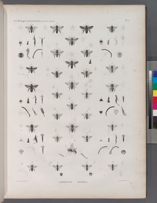 Zoologie. Hyménoptères. Andrénes, Hylées.