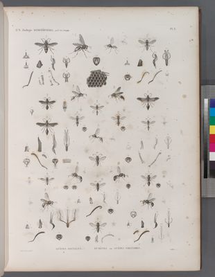 Zoologie. Hyménoptères. Guèpes sociales, Eumènes ou Guèpes solitaires.