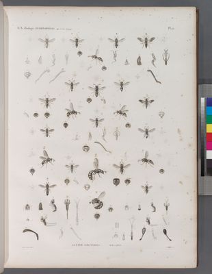 Zoologie. Hyménoptères. Guèpes solitaires, Masaris.