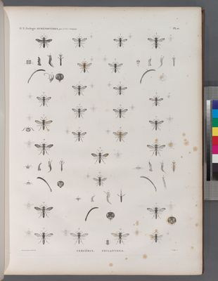 Zoologie. Hyménoptères. Cercèris, Philanthes.