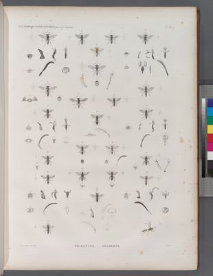 Zoologie. Hyménoptères. Philantes, Crabrons.