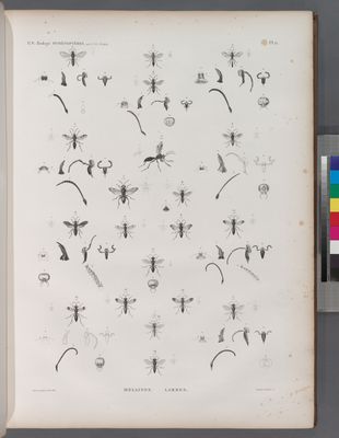 Zoologie. Hyménoptères. Mellines, Larres.