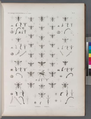 Zoologie. Hyménoptères. Larres, Sphex.