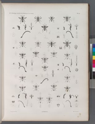 Zoologie. Hyménoptères. Sphex.
