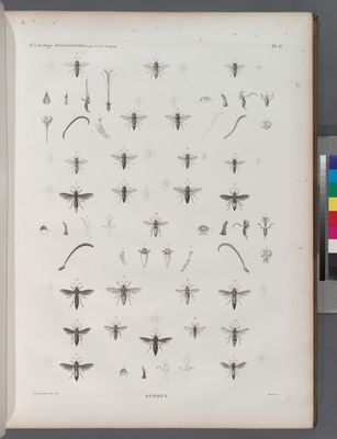 Zoologie. Hyménoptères. Bembex.