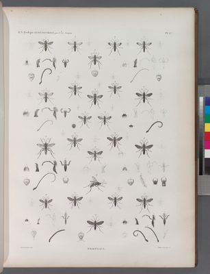 Zoologie. Hyménoptères. Pompiles.