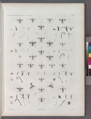 Zoologie. Hyménoptères. Pompiles.
