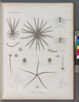 Zoologie. Echinodermes. Comatules, Ophiures.