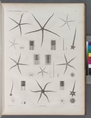 Zoologie. Echinodermes. Ophiures.
