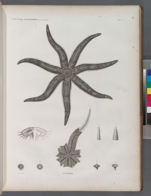 Zoologie. Echinodermes. Astéries.