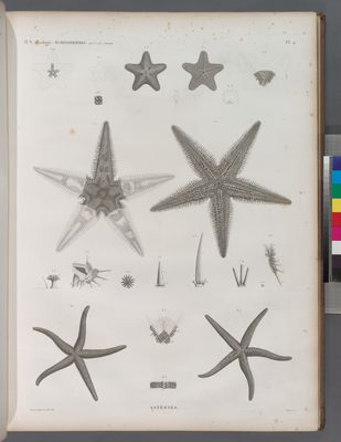 Zoologie. Echinodermes. Astéries.