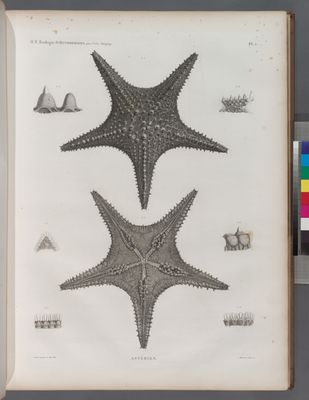 Zoologie. Echinodermes. Astéries.