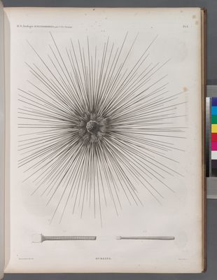 Zoologie. Echinodermes. Oursins.