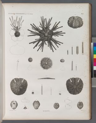 Zoologie. Echinodermes. Oursins.