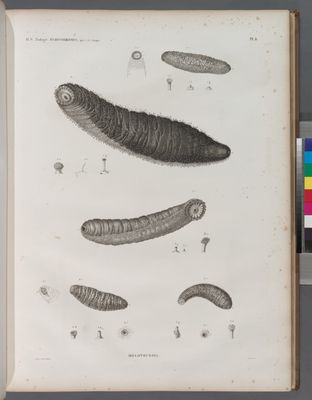 Zoologie. Echinodermes. Holothuries.