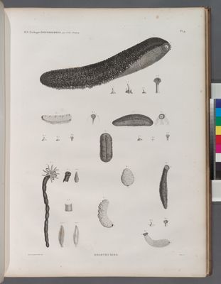 Zoologie. Echinodermes. Holothuries.