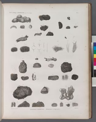 Zoologie. Zoophytes. Éponges charnues, Éponges à piquans.
