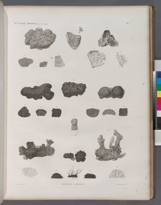 Zoologie. Zoophytes. Éponges à réseau.