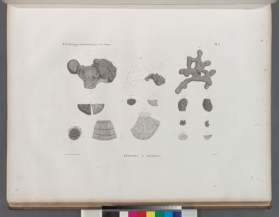 Zoologie. Zoophytes. Éponges à réseau.
