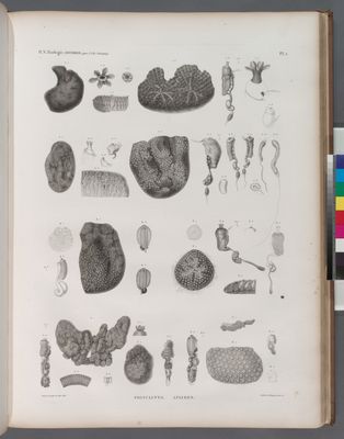 Zoologie. Ascidies. Polyclines, Aplides.